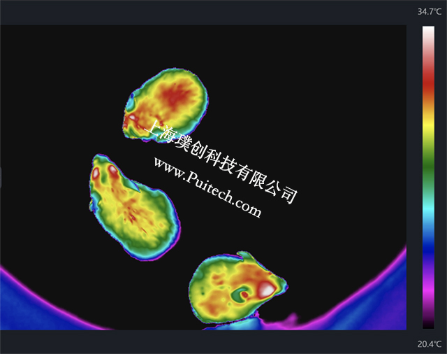 ?？滴⒂凹t外熱成像技術對實驗小鼠進行科研觀測